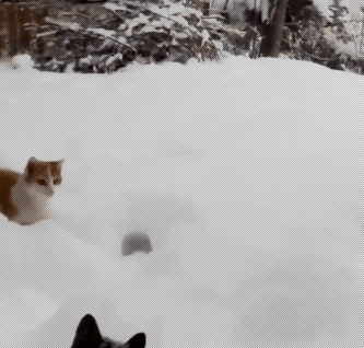 cute-funny-cats-gif